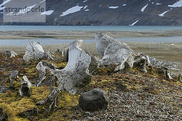 Zurückgelassene Knochen eines Grönlandwal (Balaena mysticetus) in der arktischen Landschaft in der Bucht von Gashamna  Hornsund  Svalbard  Spitzbergen