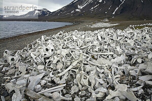 Alte gebleichte Walknochen im Hornsund  Svalbard  Spitzbergen  Norwegen  Europa