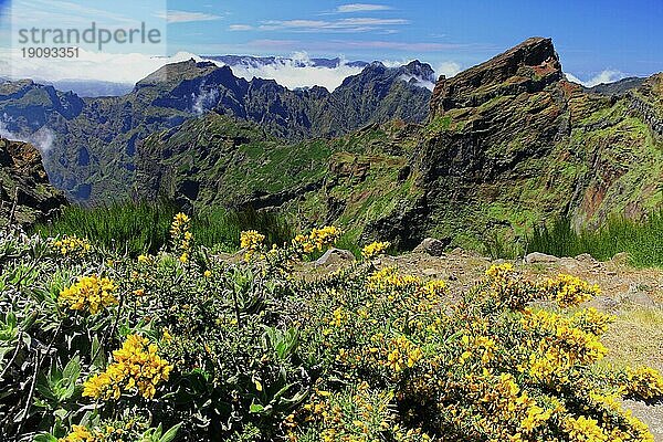 Berge  Pico Arieiro  Stechginster  Insel Madeira  Insel  Natur  Blumen  Sonnenschein  blauer Himmel