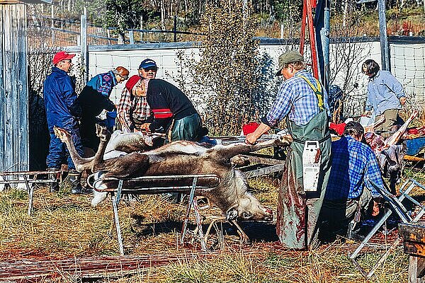 Schlachtung eines Rentierbullen durch das Volk der Sami im Herbst in Nordschweden  Kvikkjokk  Lappland  Schweden  Europa