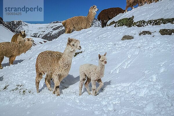 Foto von einem alten und einem jungen wilden Lama in einer verschneiten Landschaft in der Bergregion von Ausangate in Peru  Südamerika