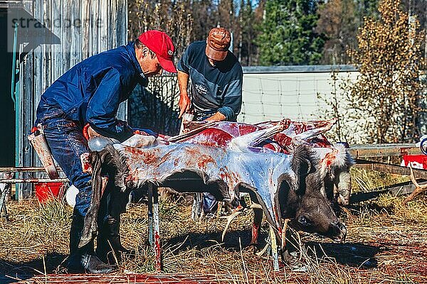 Sami  die im Herbst in Lappland im Norden Schwedens ein Rentier im Freien schlachten  Kvikkjokk  Lappland  Schweden  Europa