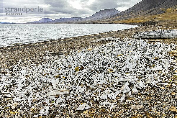 Belugawalknochen in der Walfangstation Bamsebu an der Küste der Bucht Ingebrigtsenbukta in der Nähe von Kapp Toscana  Bellsund  Svalbard  Spitzbergen  Norwegen  Europa