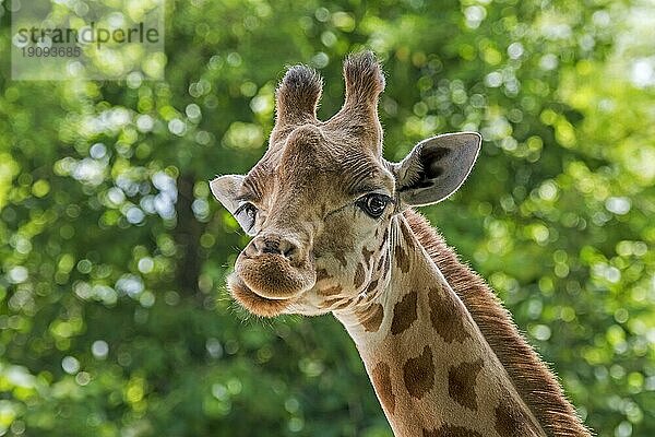 Kordofan Giraffe (Giraffa camelopardalis antiquorum) Portrait  Vorkommen in Kamerun  Tschad  Zentralafrika und Sudan  Afrika