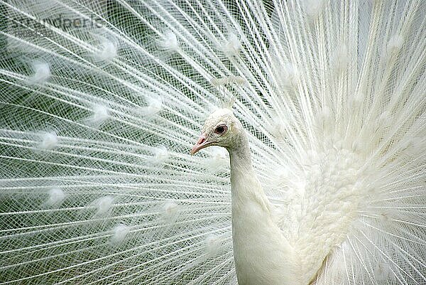 Weißer Pfau