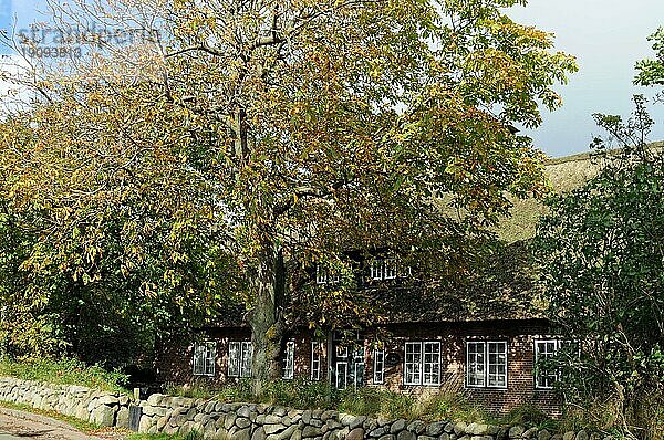 Reetdachhaus im Herbst