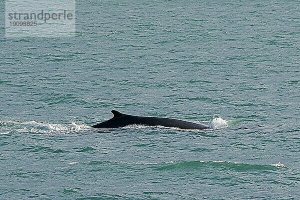 Finnwal (Balaenoptera physalus)  Finnwal beim Auftauchen und Zeigen der Rückenflosse im Sommer  Svalbard  Spitzbergen