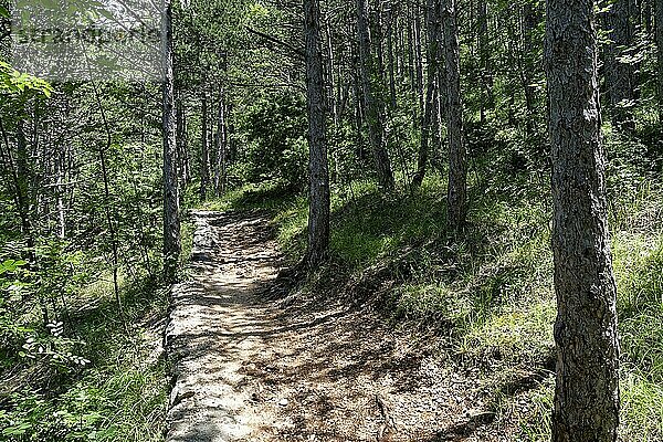 Naturbelassener Wanderweg durch den Wald im Nationalpark Paklenica in Norddalmatien. Paklenica Starigrad  Dalmatien  Kroatien  Südosteuropa  Europa