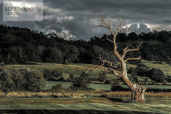 Alter Baum  Landschaft  Cheltenham  Cotswolds  England  Großbritannien  Europa