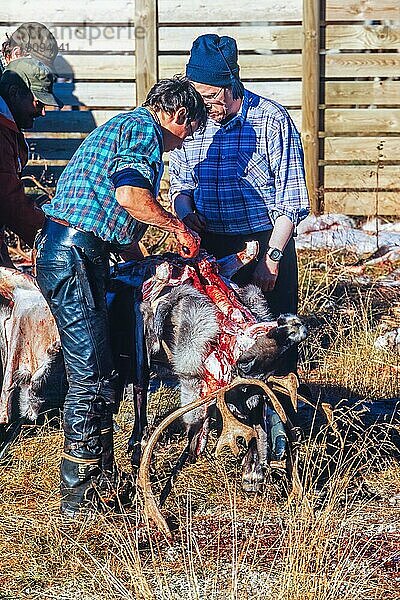 Schlachtung eines Rentierbullen durch die Sami in Lappland im Norden Schwedens  Kvikkjokk  Lappland  Schweden  Europa