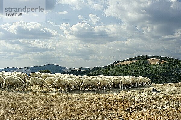 Eine Schafherde in den Hügeln der Toscana