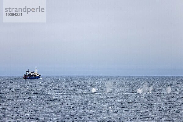 Finnwale (Balaenoptera physalus)  Finnwal Pod  Finnwale  Gruppe taucht auf und bläst vor einem Fischerboot  Spitzbergen  Svalbard