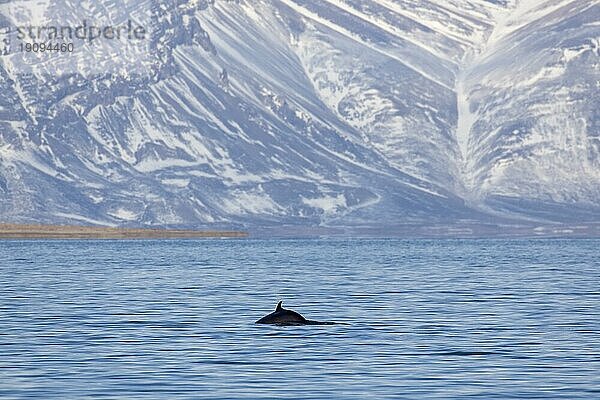 Zwergwal (Balaenoptera acutorostrata)  Zwergwal mit Rückenflosse beim Auftauchen im Sommer  Svalbard  Spitzbergen  Norwegen  Europa