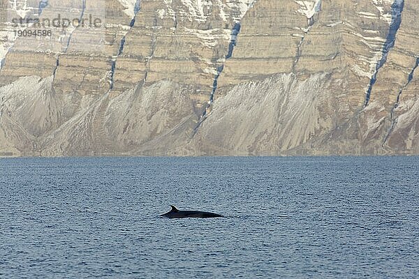 Zwergwal (Balaenoptera acutorostrata)  Zwergwal mit Rückenflosse beim Auftauchen im Sommer  Svalbard  Spitzbergen  Norwegen  Europa