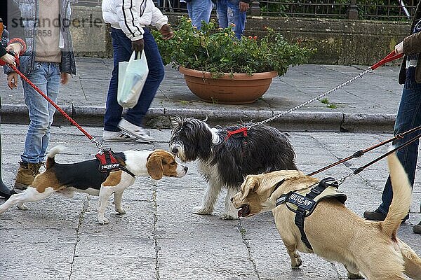 Drei Hunde an der Leine beschnüffeln sich  Palermo  Hauptstadt  Sizilien  Italien  Europa