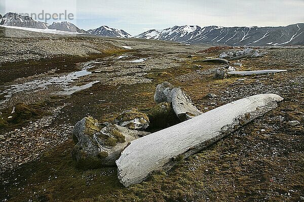 Alte  mit Moos bewachsene Walknochen im Hornsund  Svalbard  Spitzbergen  Norwegen  Europa