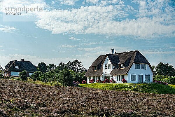 Reetdachhaus in der Heidelandschaft