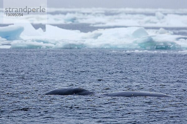 Grönlandwal (Balaena mysticetus)  Grönlandwal  Polarwal beim Auftauchen im Nordpolarmeer  Svalbard  Spitzbergen  Norwegen  Europa