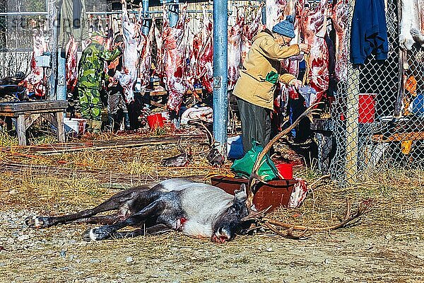 Rentierschlachtung im Herbst durch die Sami in Nordschweden  Kvikkjokk  Lappland  Schweden  Europa