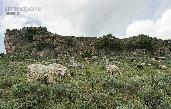 Sardische Schafe in den Bergen des Gennargentu  Sardinien