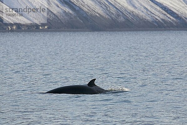 Zwergwal (Balaenoptera acutorostrata)  Zwergwal mit Rückenflosse beim Auftauchen im Sommer  Svalbard  Spitzbergen  Norwegen  Europa