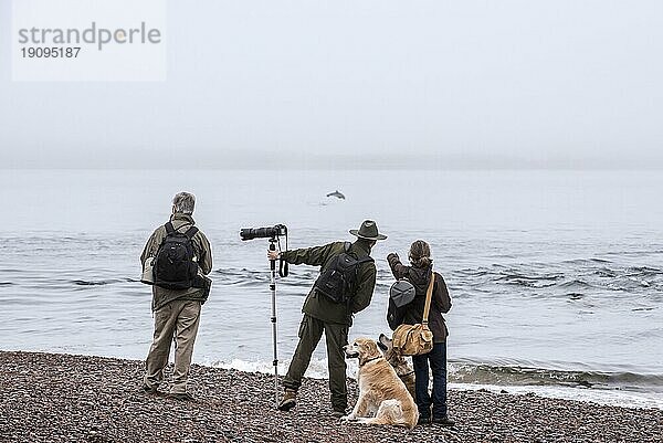 Wildlife Fotografen und Walbeobachter beobachten einen Großen Tümmler am Chanonry Point im Nebel  Moray Firth  Schottland  UK