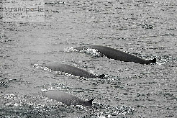 Drei Finnwale (Balaenoptera physalus)  Finnwal Pod  Finnwale  der im Sommer im arktischen Ozean auftaucht  Svalbard  Spitzbergen