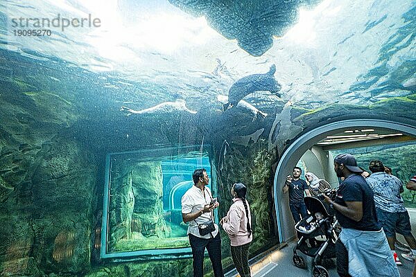 Arktische Robben in der Ausstellung A Journey to Churchill im Assiniboine Zoo  Winnipeg  Provinz Manitoba  Kanada  Nordamerika