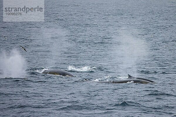 Finnwale (Balaenoptera physalus)  Finnwal Pod  Finnwale  Gruppe  die auftaucht und bläst  im Sommer  Svalbard  Spitzbergen