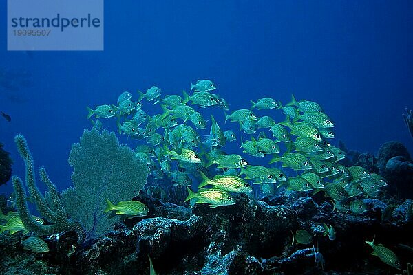 Franzosen-Grunzer  Tauchplatz Aquario  Cayo Largo Cuba