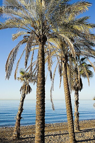 Palmen an einem Strand in Marbella  Region Andalusien  Costa del Sol  Spanien  Europa