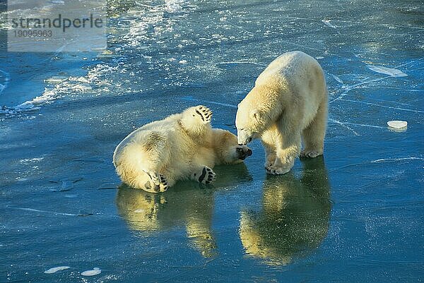 Zwei niedliche Eisbären haben Spaß auf dem Eis