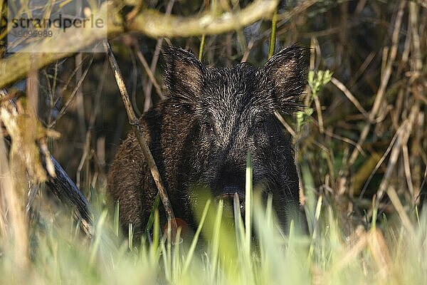 Wildschwein (Sus scrofa)  Frontalansicht Keiler  Naturpark Flusslandschaft Peenetal  Mecklenburg-Vorpommern  Deutschland  Europa