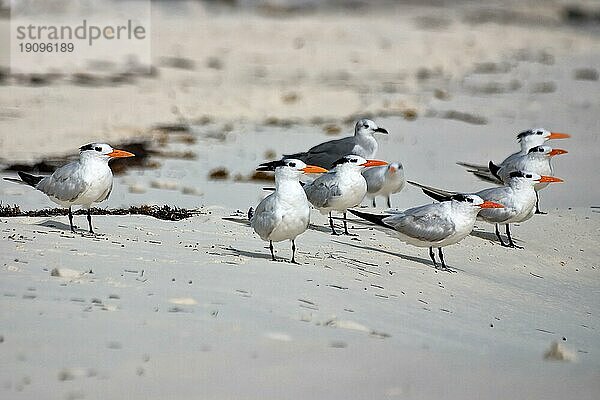 Möwen am Strand  Cayo Largo Cuba