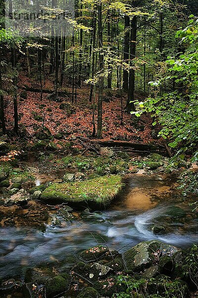 Kleiner Bach in herbstlicher Bergwaldlandschaft  ruhige natürliche Umgebung  Schönheit der Natur