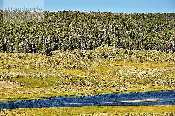 Büffelherde im Yellowstone National Park  USS