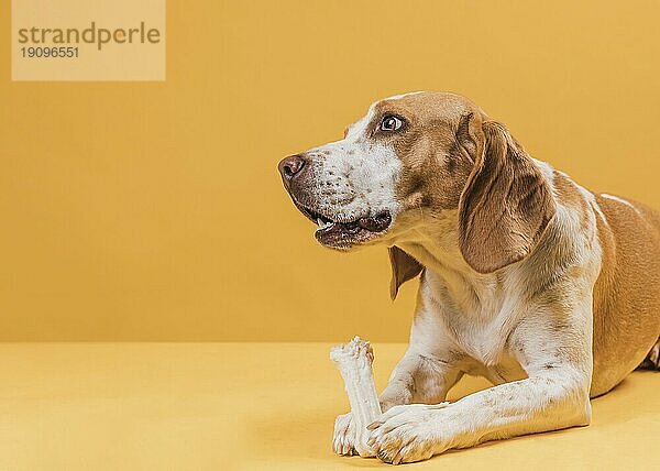 Denkender Hund hält Knochen und schaut weg