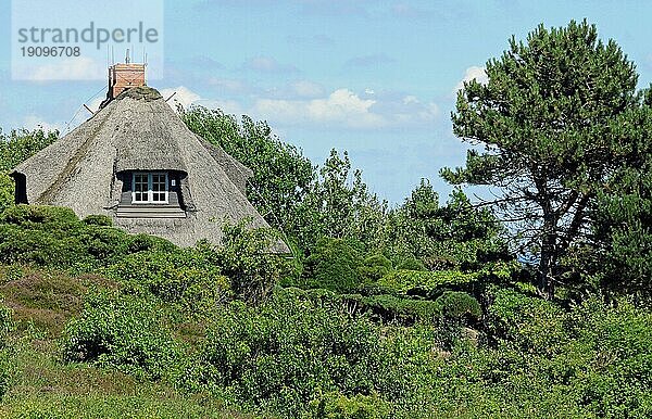 Reetdachhaus in der Braderuper Heide