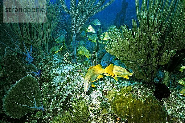 Schulmeisterschnapper  Cayo Largo Cuba