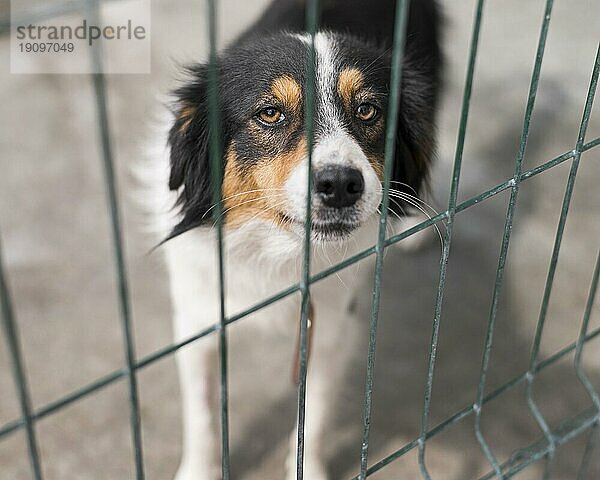 Traurige Rettung Hundezaun Adoption Tierheim