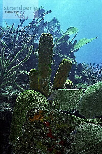 Röhrenschwämme im Korallenriff  Cayo Largo Cuba