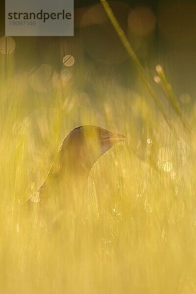 Wachtelkönig (Crex crex)  rufender Hahn in einer Wiese im Gegenlicht  Biosphärenreservat Mittlere Elbe  Dessau-Roßlau  Sachsen-Anhalt  Deutschland  Europa