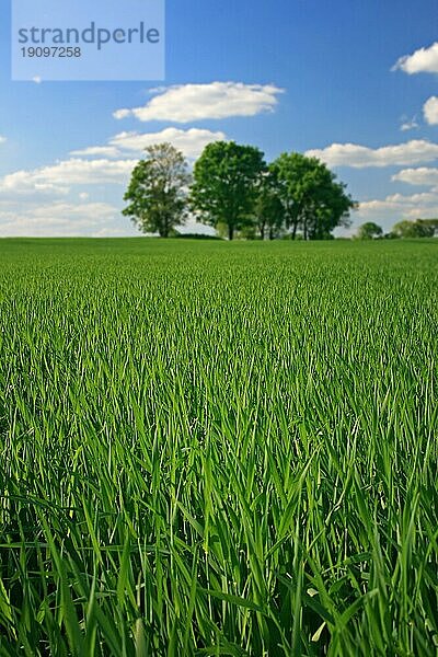 Baumgruppe auf Feld  Neuenhagen bei Berlin