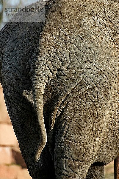 Afrikanischer Elefant  Rückansicht Hinterteil