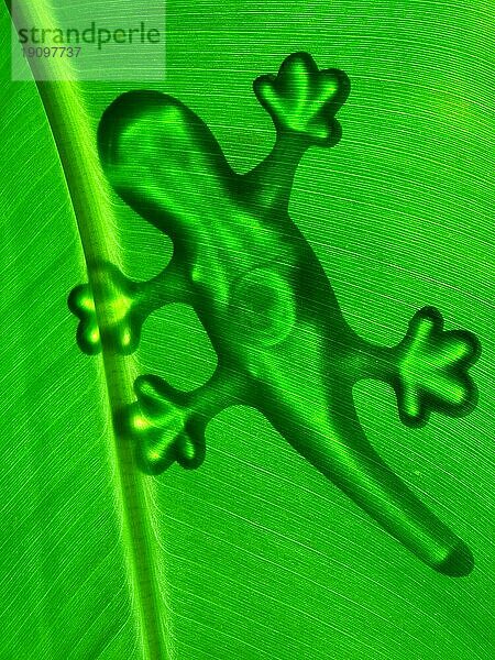 Gecko Umriß auf Bananenblatt  Gegenlicht  durchscheinend