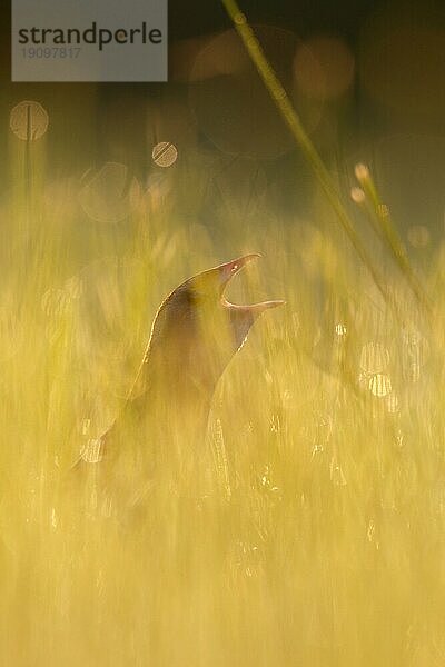 Wachtelkönig (Crex crex)  rufender Hahn in einer Wiese im Gegenlicht  Biosphärenreservat Mittlere Elbe  Dessau-Roßlau  Sachsen-Anhalt  Deutschland  Europa