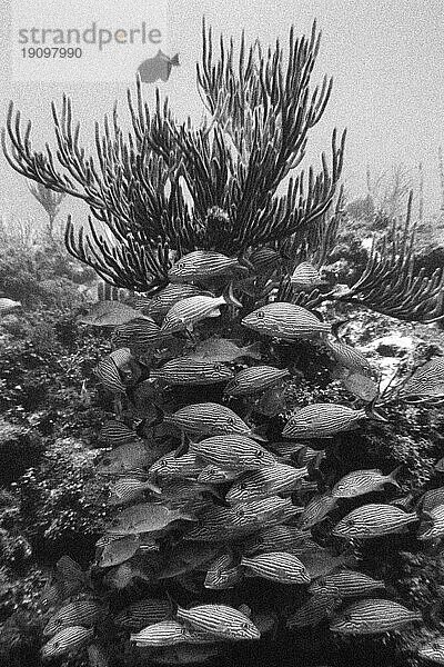 Blaustreifengrunzer und Franzosengrunzer  Tauchplatz Aquario  Cayo Largo Cuba