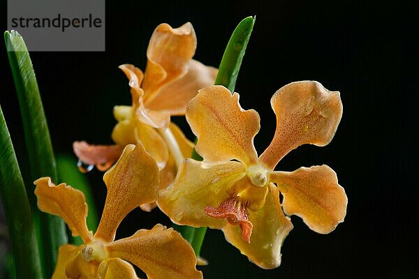 Vanda  Orchid