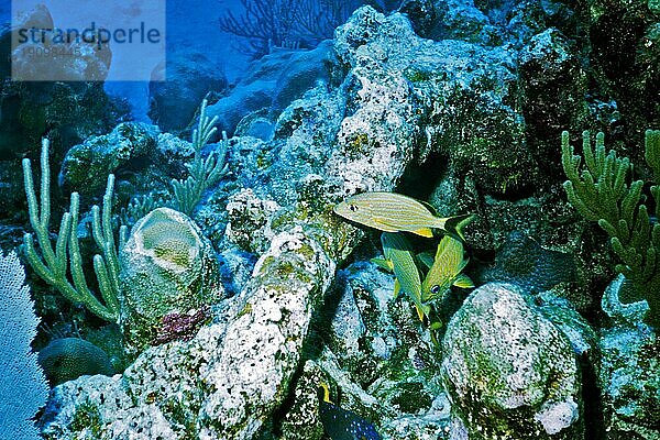 Blaustreifen-Grunzer  Cayo Largo Cuba