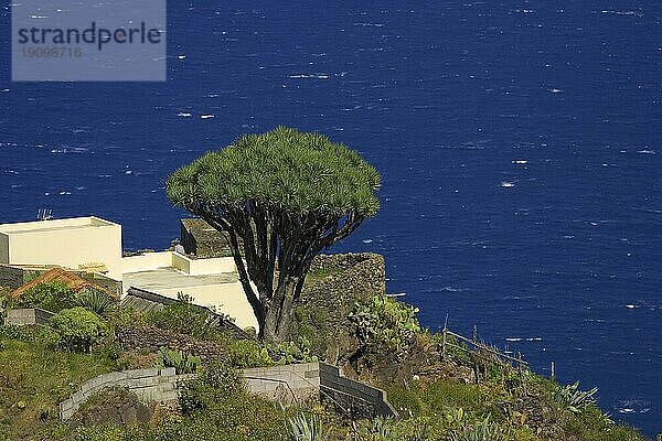 Drachenbaum auf La Palma  Kanaren